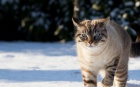 Аватара пользователя