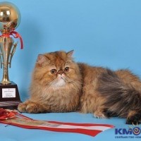 Тедди Манки Изабелла оф Ырыс  PER f 23.jpg