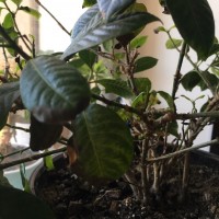 IMG_3740.JPG