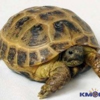 Kak_uhazhivat__za_cherepahoy.jpg