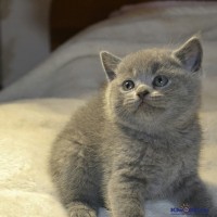 714z4299974e.jpg