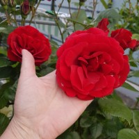 Изображение WhatsApp 2023-05-20 в 08.29.15.jpg