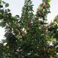Отдам избыток урожая. Самосбор. Изменение размера IMG_3928.JPG