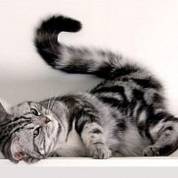кот.jpg