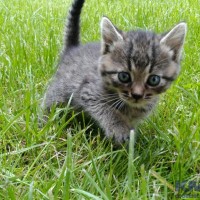 новое фото кота.jpg